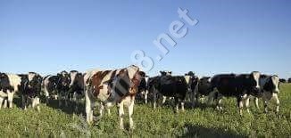 وصول 1678 رأس عجول حية من السودان و الصومال لميناء سفاجا