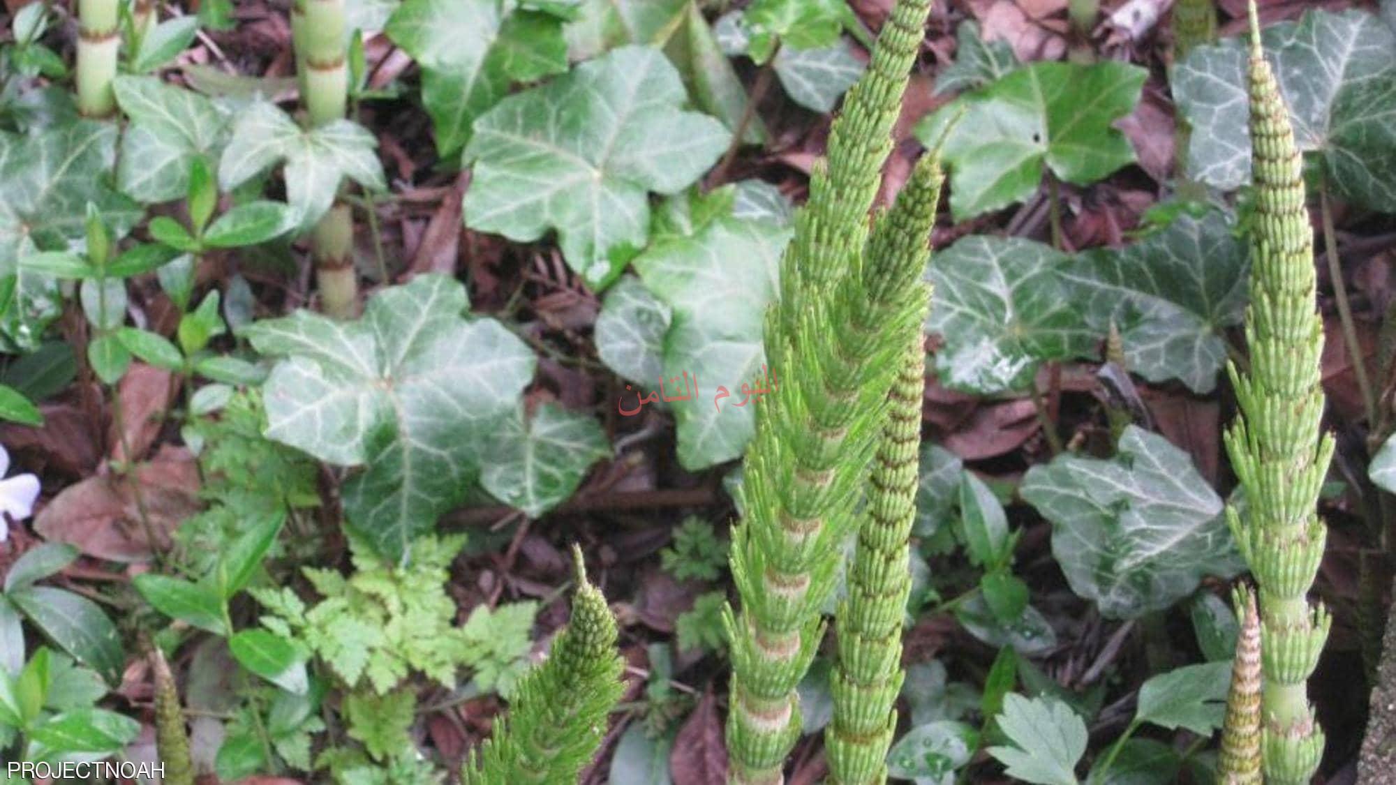 "ذيل الحصان".. عشبة بمفعول "سحري"