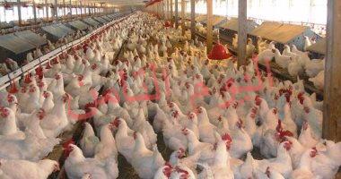 أسعار الدواجن اليوم.. 26 جنيها للكيلو من المزرعة والبيض بـ31 جنيها للكرتونة