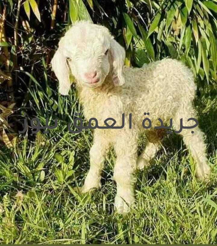 غابة الذئاب لا مكان للحِملان في غابةِ الذّئابِ..