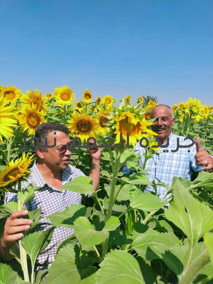 وكيل زراعة الفيوم: استمرار الجولات لتفقد زراعات دوار الشمس الزيتي كتبت/ فاطمه رمضان أكد الاستاذ الدكتور ربيع مصطفى وكيل وزارة الزراعة بالفيوم تواصل مديرية الزراعة جولاتها المستمرة بالتعاون مع وزارة الزراعة وتمثلها الدكتوره هدى رجب، مدير مركز الزراعة التعاقدية بوزارة الزراعة مركز البحوث الزراعية لتفقد زراعات دوار الشمس بالمحافظة وذلك بناء علي تعليمات السيد القصير وزير الزراعة واستصلاح الأراضي حيث قام الدكتور الحسين السني قسم بحوث المحاصيل الزيتية معهد المحاصيل مركز البحوث الزراعية والمشرف العلمي للحمله القومية للمحاصيل الزيتية بالفيوم ويرافقه المهندس عماد الحداد وكيل الاداره الزراعيه بمركز طاميه والمهندس نصر شعبان رئيس قسم المكافحة بالإدارة بالمرور على زراعات دوار الشمس الزيتي سخا ٥٣ بمركز طامية وذلك لحل مشاكل المزارعين المهتمين بزراعة نبات دوار الشمس الزيتي، واستخراج زيوت الطعام وإنتاجها منه لمواجهة أزمات نقص زيوت الطعام في مصر. وأكد وكيل الزراعه أن تطبيق منظومة الزراعات التعاقدية يحقق التنمية الزراعية المستدامة التي تنص عليها رؤية مصر 2030 والعمل على تحقيق تنمية شاملة مستدامة وتقليل معدلات البطالة وفاتورة الاستيراد، وزيادة معدلات التصدير واستعادة مصر قدراتها في قطاع الزراعة. ونوه إلى أن المنظومة سوف تساهم فى رفع نسبة مساهمة قطاع الزراعة في الناتج المحلي الإجمالي، مبينا أن منظومة "الزراعات التعاقدية" من شأنها أن توازن الأسعار وتضبطها. التي يتم من خلالها تحرير عقود مع المزارعين تضمن حقوق المزارعين و الشركة التي تقوم بتوفير التقاوى برعاية مديرية الزراعة بالفيوم. وأشار وكيل الوزارة بأن زراعات دوار الشمس الزيتي في طامية طور امتلاء البذرة بعضها في الطور اللبني والبعض في الطور العجين حيث تم التوصيه بأن يتم البدء في قطع الأقراص بعد العيد . وأضاف أن الشركة قد تعودت على نقل المحصول من أراضي المزارعين بواسطة سياراتها، وتوصيل شيكات بقيمة المحصول الذي تشتريه منهم حتى منازلهم، دون تحميلهم أي أعباء مادية أو مجهود ، مشيدا بدور مركز البحوث الزراعية بالوزارة وإدارة الإرشاد الزراعي ومكافحة الآفات بالمديرية في إنجاح المنظومة الزراعية. وأشار وكيل الوزارة تأتي الزيوت النباتية في المركز الثاني من الاستيراد بعد القمح وذلك لزيادة الطلب عليه وطبقا لحتياجات السكان من زيت الطعام ، حيث يمثل ذلك عبئا على الميزان التجاري الزراعي المصري هذا فضلا عن إرتفاع أسعارها المحلية مما يتطلب الاهتمام بالبحث العلمي في هذا المجال والتوسع في زراعة محاصيل الزيوت .