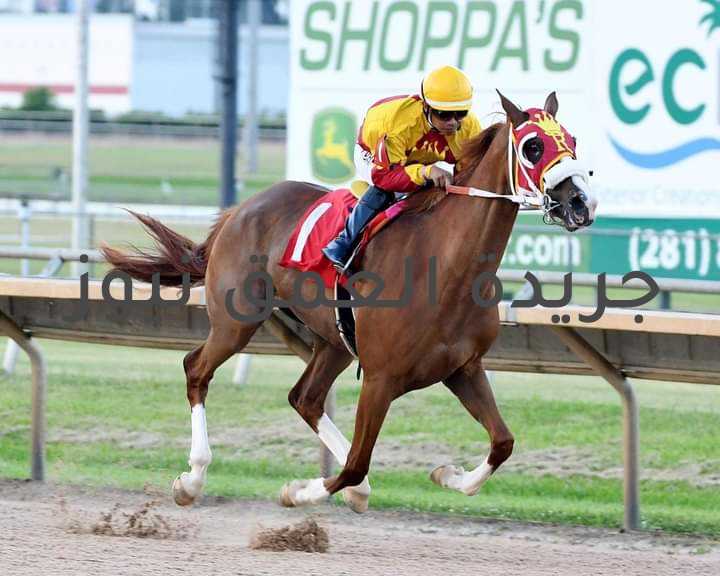 "لارا" تهزم الأقوياء في كأس الوثبة بتكساس متابعة/ إبراهيم عمران أثبت المهرة "آر بي لارا" لمزرعة روز بروك، بأنها على قدر التحدي عندما تفوقت على كوكبة من الخيول القوية في سباق كأس الوثبة ستاليونز، والذي أقيم يوم الخميس (29/07/2021) بمضمار هيوستون بارك، في ولاية تكساس الأميركية، برعاية مهرجان سباقات سمو الشيخ منصور بن زايد آل نهيان العالمي للخيول العربية الأصيلة. ويقام المهرجان تنفيذاً لتوجيهات سمو الشيخ منصور بن زايد آل نهيان نائب رئيس مجلس الوزراء وزير شؤون الرئاسة، بهدف تشجيع الملاك والمربين على تربية واقتناء الخيول العربية، على الساحتين المحلية والعالمية. ونافس على اللقب البالغ جائزته 13,000 دولار أميركي، وطوله 1200 متر على المضمار الرملي، 13 خيلاً، في سن ثلاث سنوات فما فوق، متقاربة المستوي، والتي لم يسبق لها الحصول على مكاسب مالية تزيد عن 10 آلاف دولار. وقادت «آر بي لارا»، بإشراف سيزار جوفيا، وقيادة ارنستو فالديز خيمنيز، المجموعة، في البداية، وظلت الأمور تنسج على هذا المنوال حتى الوصول إلى المنعطف الأخير، قبل أن تزيد من سرعتها لتصل خط النهاية في زمن 1:20:91 دقيقة. وجاء تفوق ابنة «منجز» والفرس "فرنش براود" التي تم تربيتها بواسطة ديان والدرون، ولارا صوايا المدير التنفيذي لمهرجان سباقات سمو الشيخ منصور بن زايد آل نهيان، بفارق 2,75 طول عن "هاي منتننس" لثندر جونسون، وقيادة سي رودريجو. وجاء في المركز الثالث الجواد "لابكوس بونس" بإشراف المدرب ثندر جونسون، وقيادة فيكتور جيليس، فيما جاءت في المركز الرابع المهرة «ابتاون ليدي ارابيلا» بإشراف ار روسيل، وقيادة الفارس فى ام اوريتا. ويدعم ويرعى المهرجان دائرة الثقافة والسياحة، ومجلس أبوظبي الرياضي، والأرشيف الوطني الشريك الرئيسي، واتصالات الشريك الرسمي، والوطنية للأعلاف الشريك الاستراتيجي، وطيران الإمارات الناقل الرسمي، ويرعى أيضاً المسعود نيسان، وأريج الأميرات، وعمير بن يوسف للسفريات، وقناة ياس، والاتحاد النسائي العام، والمجلس الأعلى للأمومة والطفولة، وشركة فيولا، ونادي أبوظبي للفروسية، وجمعية الإمارات للخيول العربية الأصيلة.