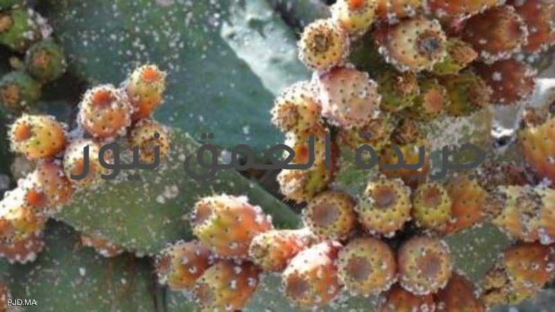 المغرب.. "الوحش الأبيض" يدمر التين الشوكي والحكومة تتدخل