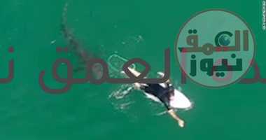 غرفة عمليات مطروح: هجوم سمكة قرش على مواطن بالقرب من الشاطئ