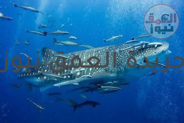 أنطلاق موسم قرش الحوت.. ومشغلي الأنشطة البحرية