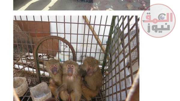 الداخلية تضبط كميات ضخمة من الطيور والحيوانات النادرة المعرضة للانقراض