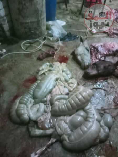 ضبط مزرعة تذبح الحمير بالإسماعيلية