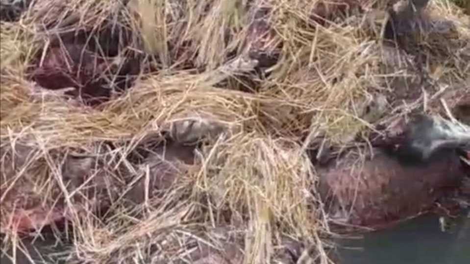 العثور علي 13 حمار