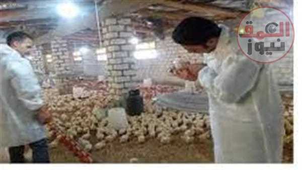 بيطري الوادي الجديد حملات مكثفة للكشف على صلاحية اللحوم والدواجن والأسماك(العمق نيوز)