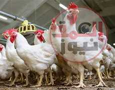 أسعار الدواجن