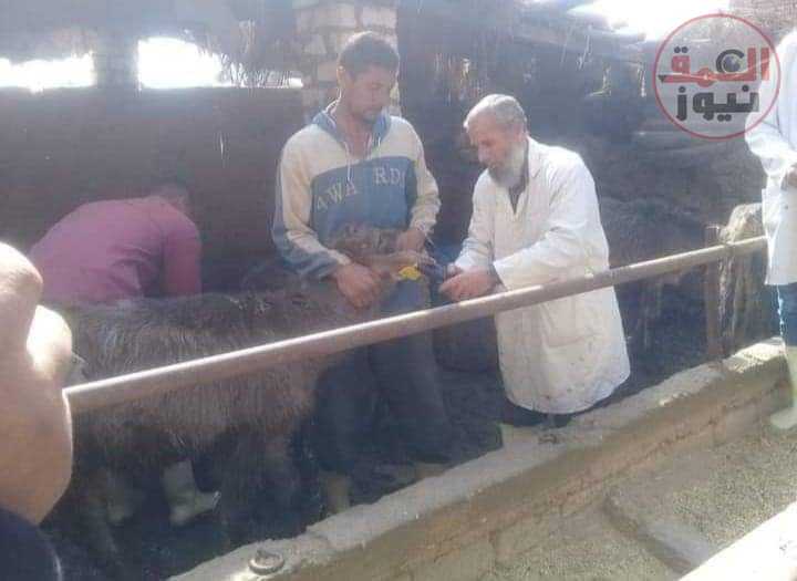 "مختار": تحصين 76610 رأس ماشية علي مستوي المحافظة