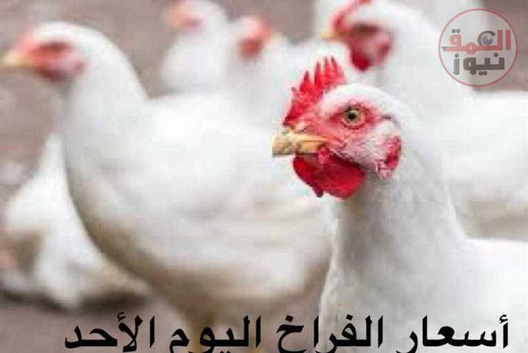أسعار الفراخ اليوم الأحد 5 مارس.. ارتفاع في بعض الأسواق (تفاصيل)