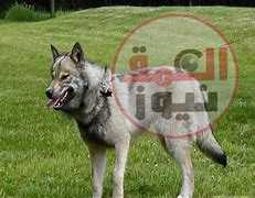 "افترسه أمام ابنه".. مدير بنك يصارع الموت بسبب كلب مذيعة شهيرة بكمبوند الأثرياء