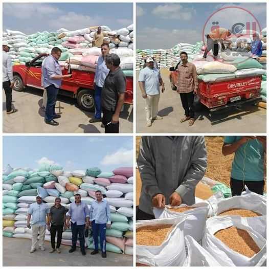 توريد ١٦ ألف طن قمح لشون وصوامع البحيرة ليصبح إجمالي ما تم توريده ٢٠٧ ألف طن قمح