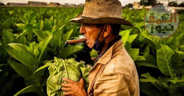 حقيقة المفاهيم الخاطئة عن النباتات والتبغ