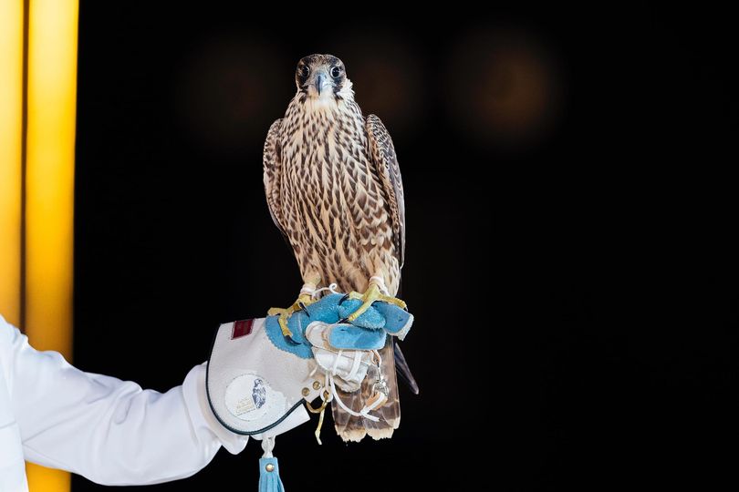 "نادي الصقور السعودي" يشهد مراسم بيع ثلاثة صقور بـ 412 ألف ريال في الليلة الـ 15 للمزاد